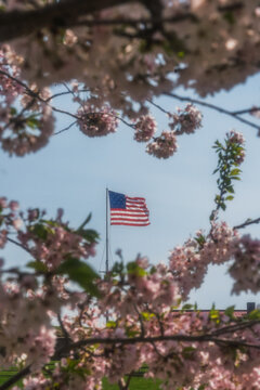 View of Fort McHenry National Monument and Historic Shrine with the American flag framed by blooming cherry blossoms in Baltimore, Maryland, United States.