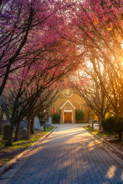 View of Congressional Cemetery with blooming cherry blossom trees framing a path toward a historic chapel during golden hour in Washington, District of Columbia, United States.