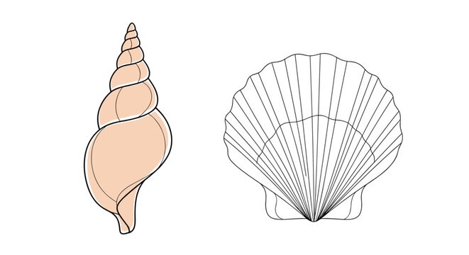 Illustration of two different seashells including a spiral conch and a fan shaped scallop in soft pink and beige colors on white.