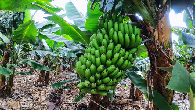 Process of placing supports for banana crops to support the fruit