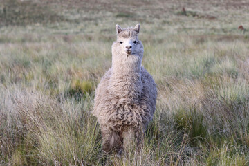 Obraz premium Alpaca breeding process for wool production for the textile industry