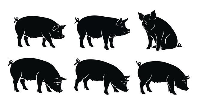 Set of Pig Silhouettes in Various Poses