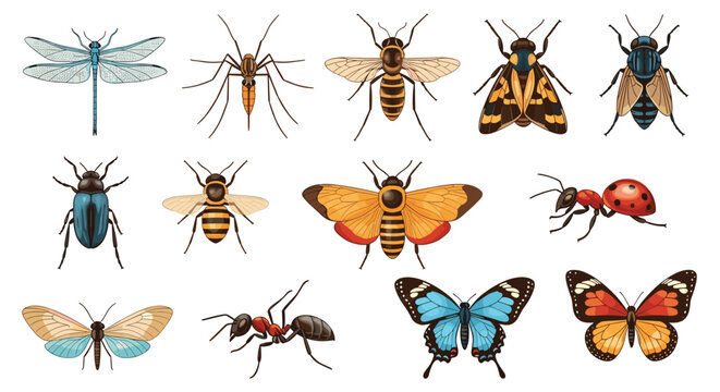 Set of colorful and detailed insect illustrations including butterflies a dragonfly a bee an ant a beetle and a mosquito.