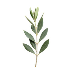 Fototapeta premium An elegant olive branch with dusty blue-green, matte leaves and a textured woody stem, softly lit on a minimalist white studio background, botanical tranquility concept