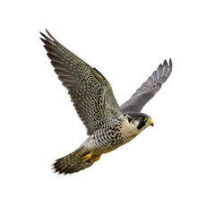 Obraz premium Majestic peregrine falcon with slate-grey feathers and white underbelly in mid-flight against a stark white background, expressing an elegant untamed grace