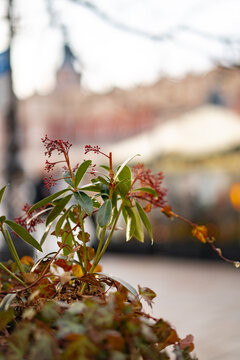 Small plant with reddish flowers grows against a blurred historic European city square. Urban nature and spring atmosphere concept.