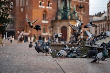 A flock of pigeons flies near an old brick church on a sunny city square. Urban wildlife and European tourism concept. © Tetiana