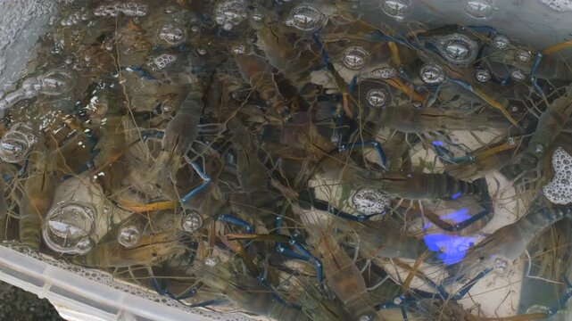 Live shrimp swimming in water containers at street seafood stall. Fresh coastal catch selling concept