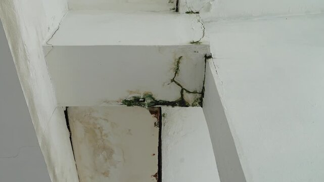 Water Damage and Green Mold Growth on Cracked Concrete Ceiling Beam
