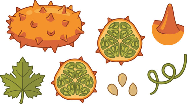 Gac Fruit Vector Illustration Set with Whole Fruit Cross Sections Seeds Leaf and Botanical Elements for Tropical Organic Food Design