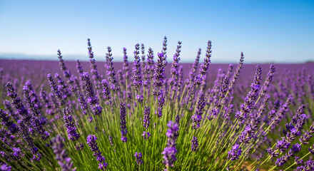 Fototapeta premium A blooming lavender field under a blue sky at sunset, with selective focus on the purple flowers, set against a beautiful natural backdrop bathed in soft sunlight. AI generated.