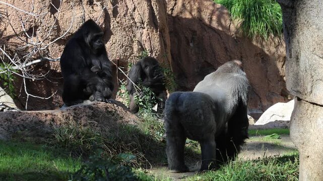 Gorilla Family Hangs Out On Rocks In Sunlight