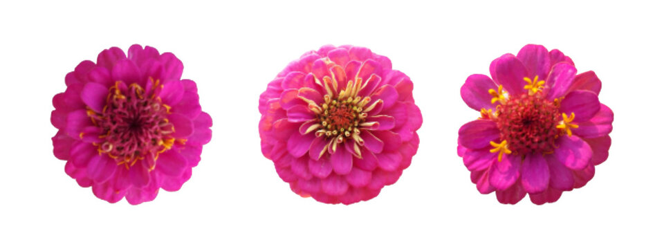 Set of three bright pink zinnia flowers. Top view floral arrangement with blooming petals, botanical nature element for collage, scrapbook, greeting cards. Halftone sticker cut out of paper. Vector.