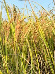 Obraz premium rice field