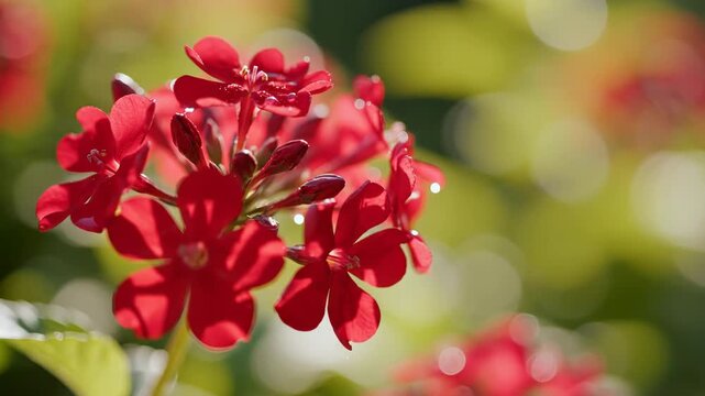 Closeup of vibrant red ixora flowers in a sunny garden