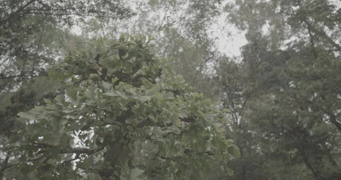 Chengdu, Sichuan, China. Ungraded C LOG 2, Garden Area Of Wuhou Memorial Temple. Ornamental Giant Bonsai Tree. Bamboo Bushes On Background. Many Sorts Of Bonsai Wide Spread Of Cypresses, Willows