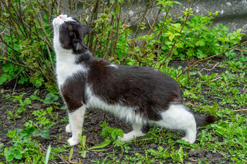 Naklejka premium The cat rubs his head against a bush in the garden. Fluffy domestic black and white cat.