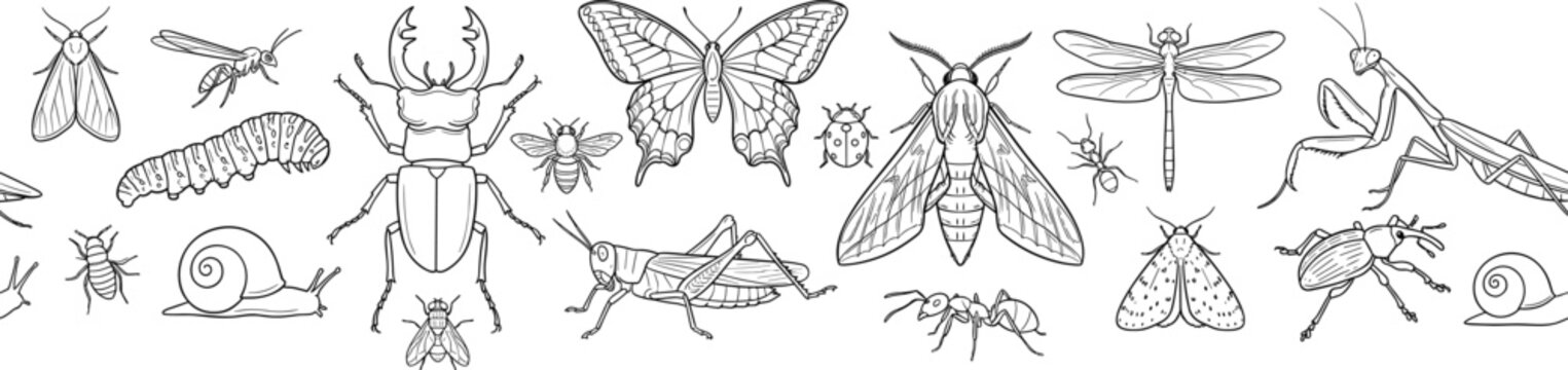 Hand Drawn Insect Border Collection with Beetle Butterfly Dragonfly Mantis Moth Snail Caterpillar Grasshopper and Ant Nature Entomology Vector Illustration Set