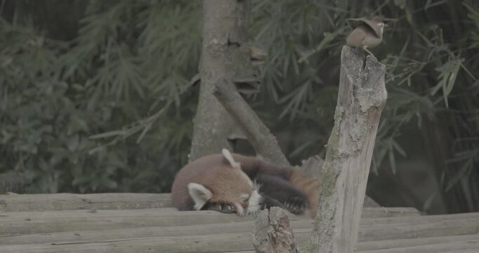 Ungraded C LOG 2, Red Panda Resting Sleep. Cute Red Panda Face Close-up View. Ailurus Fulgens Or Lesser Panda Is Small Mammal Native To The Eastern Himalayas And Southwestern China. White-browed