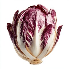 Obraz premium Whole Radicchio Vegetable with Red and White Leaves Isolated on White Background