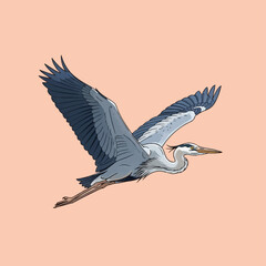 Obraz premium Vector illustration of a Great Blue Heron in flight with wings spread and legs extended, featuring blue-grey plumage and a long yellow beak, isolated on a solid peach background.