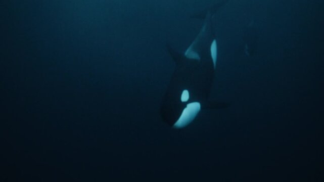 Orca swimming slowly through dark Arctic ocean water beneath the surface, slow motion