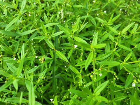 Scleromitrion diffusum, synonyms including Hedyotis diffusa, is a species of flowering plant in the family Rubiaceae