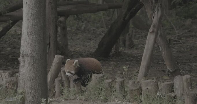 Ungraded C LOG 2, Red Panda Panda Goes To Drink Water In Slow Motion. Ailurus Fulgens Or Lesser Panda Is Small Mammal Native To The Eastern Himalayas And Southwestern China. Red Pandas Are Also Symbol