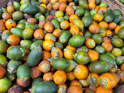 Areca catechu fruits, commonly known as areca nuts or betel nuts