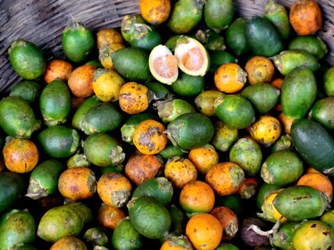 Areca catechu fruits, commonly known as areca nuts or betel nuts
