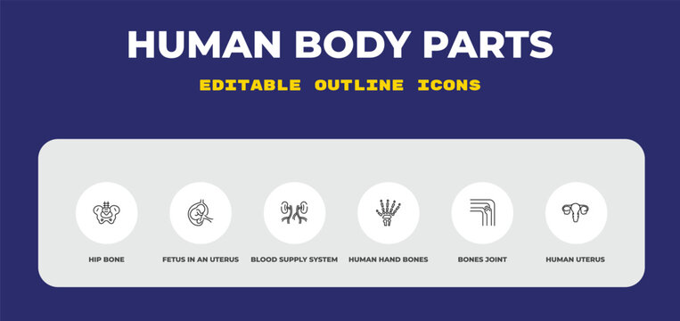 outline human body parts icons set - hip bone, fetus in an uterus, blood supply system. editable vector for web and mobile ui