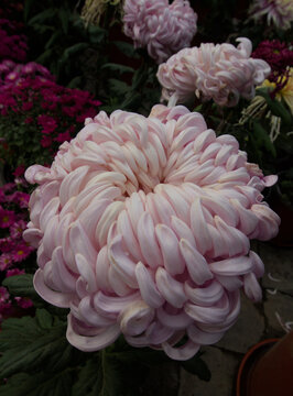 Chinese chrysanthemum