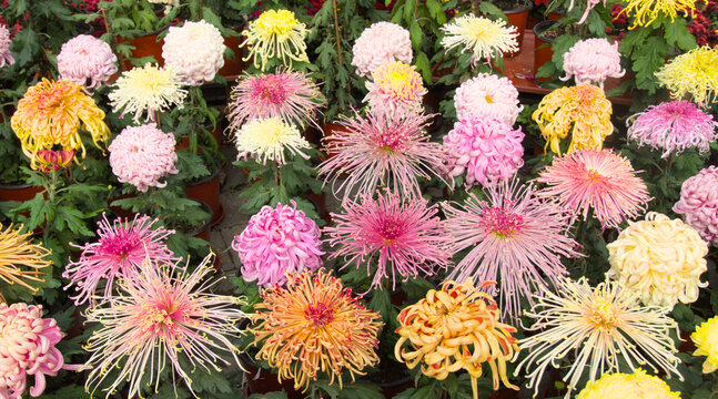 Chinese chrysanthemum