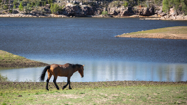 Wild Buckskin Mustang Stallion Walking by Black Canyon Lake in the Apache-Sitgreaves National Forest, Arizona