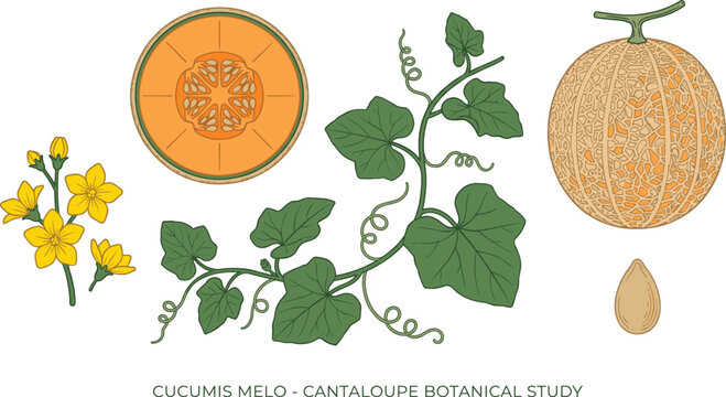 Melo Vector Melo Images – Browse 6,380 Stock Photos, Vectors, and Video | Adobe Stock