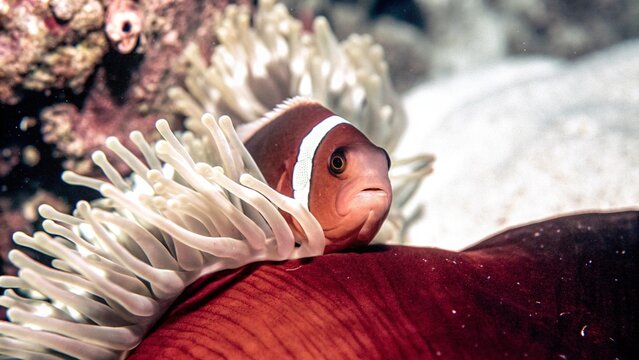 Clown fish or anemone fish hiding in bright fluorescent sea anemone (actinia). Nemo fish in colorful underwater environment.
