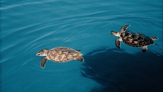 Green sea turtles, thousands of them travel across the pacific to Raine Island that is the lagest green sea turtles nesting site in the world, Great Barrier Reef, Australia.
