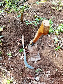 Cangkul dan sabit, alat pertanian tradisional, diletakkan di atas tanah cokelat gelap dengan tanaman muda di latar belakang.