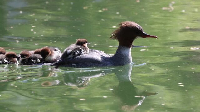 View of a female common merganser swimming in green pond water with several ducklings riding on her back in Mulhouse, Grand Est, France.