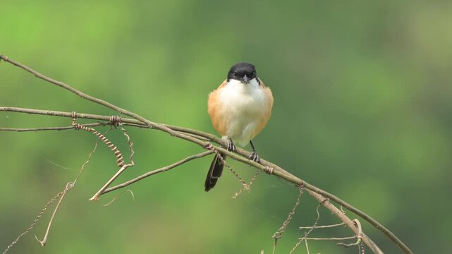 A long-tailed shrike or rufous-backed shrike (Lanius schach).