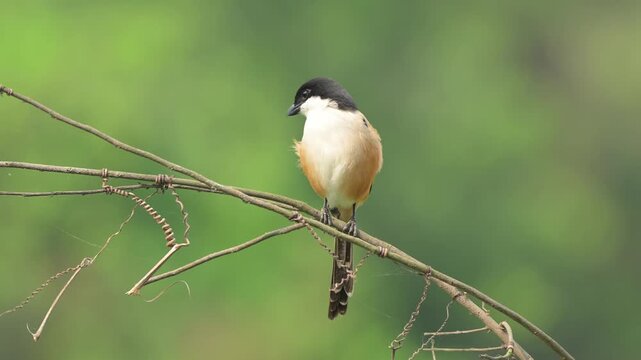 A long-tailed shrike or rufous-backed shrike (Lanius schach).