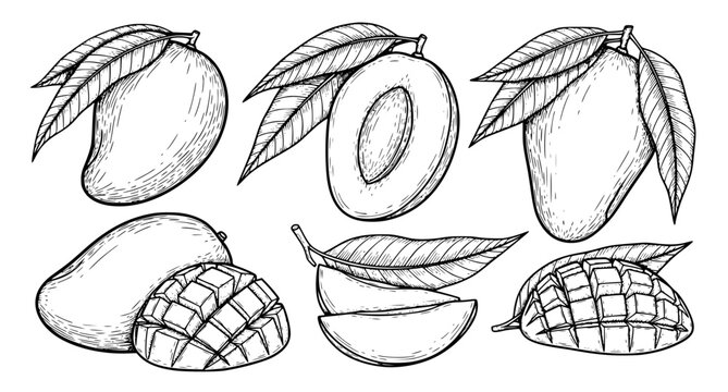 Black and white mango fruit sketch set hand drawn packaging vector illustration isolated on white background