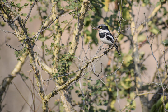Black and white bird with nesting material (African Chinspot Batis)