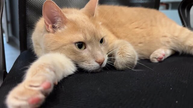 Relaxed Ginger Tabby Cat Stretching and Lounging Lazily on Dark Surface, Contented Orange Domestic Cat with Paw Extended in Cozy Resting Pose, Feline Relaxation and Comfort Concept