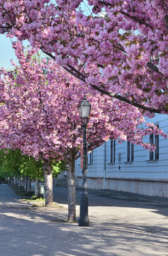 Springtime on Toth Arpad Promenade in Budapest, Hungary.