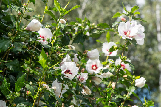White flowers bud of Hibiscus syriacus Red Heart bush in the garden.