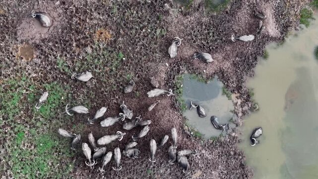 Aerial drone footage showing herd of buffaloes wallowing and resting on muddy shoreline and shallow water.