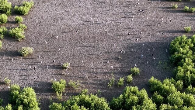 Aerial drone view of Asian openbill storks on cracked mudland
