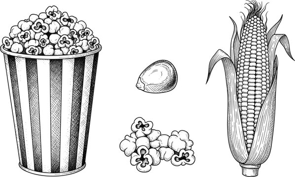 Vintage popcorn and corn engraving vector set. Hand drawn popcorn bucket, kernels and maize cob illustration. Retro food sketch for snack design, cinema theme, and packaging.