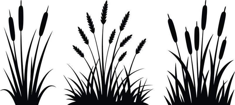 Cattail grass, silhouette, vector illustration of wild reed bush swamp coastal plants and field grass elements for nature and environmental design.
